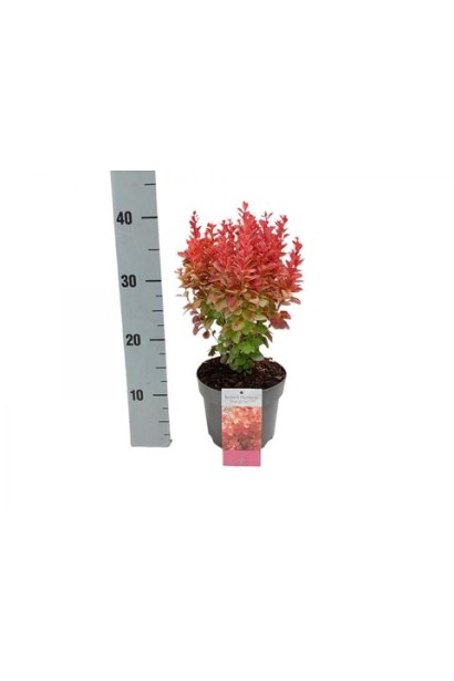 Барбарис Апельсиновий лід в горщику 3л